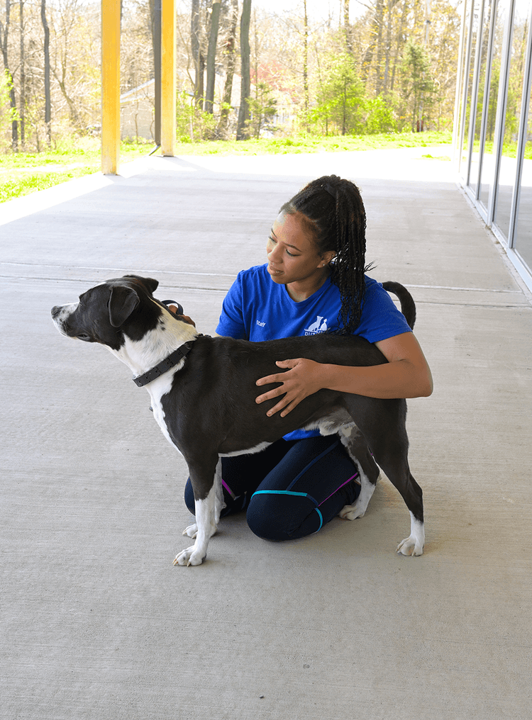 Embark Pet Services Boarding