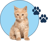 Embark Pet Services Cat Services