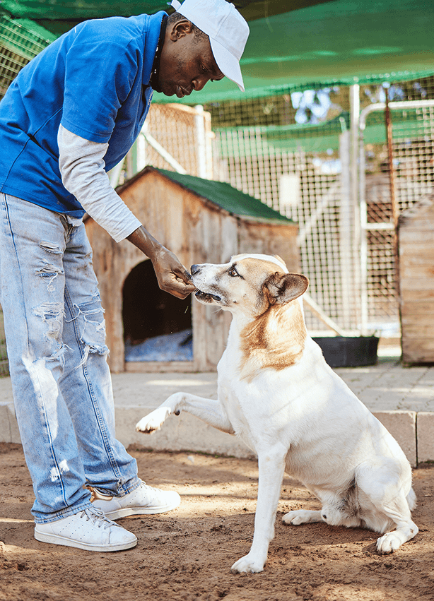 Embark Pet Services Daycare