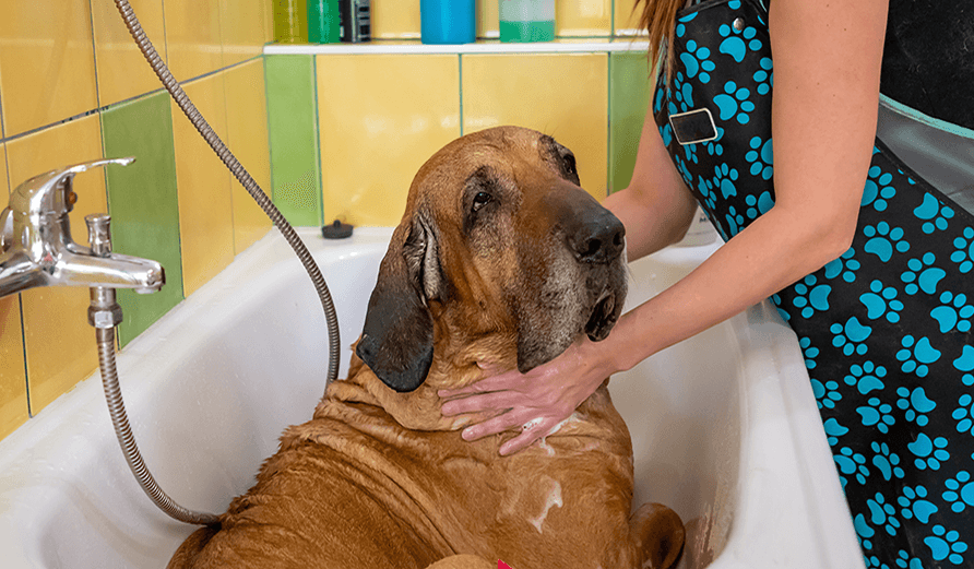 Embark Pet Services Grooming