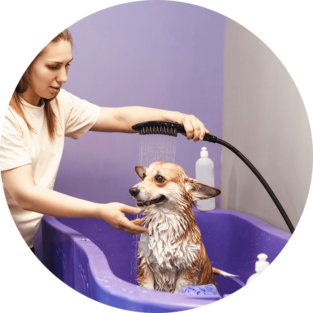 Embark Pet Services Background Paw