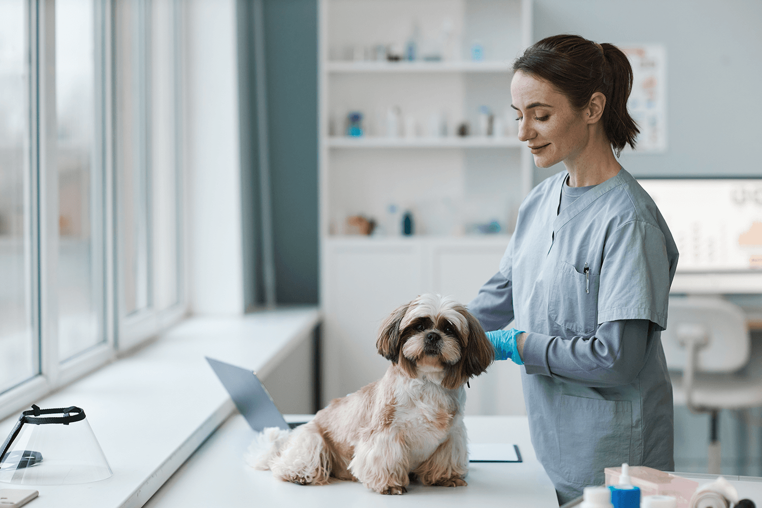 Embark Pet Services Health