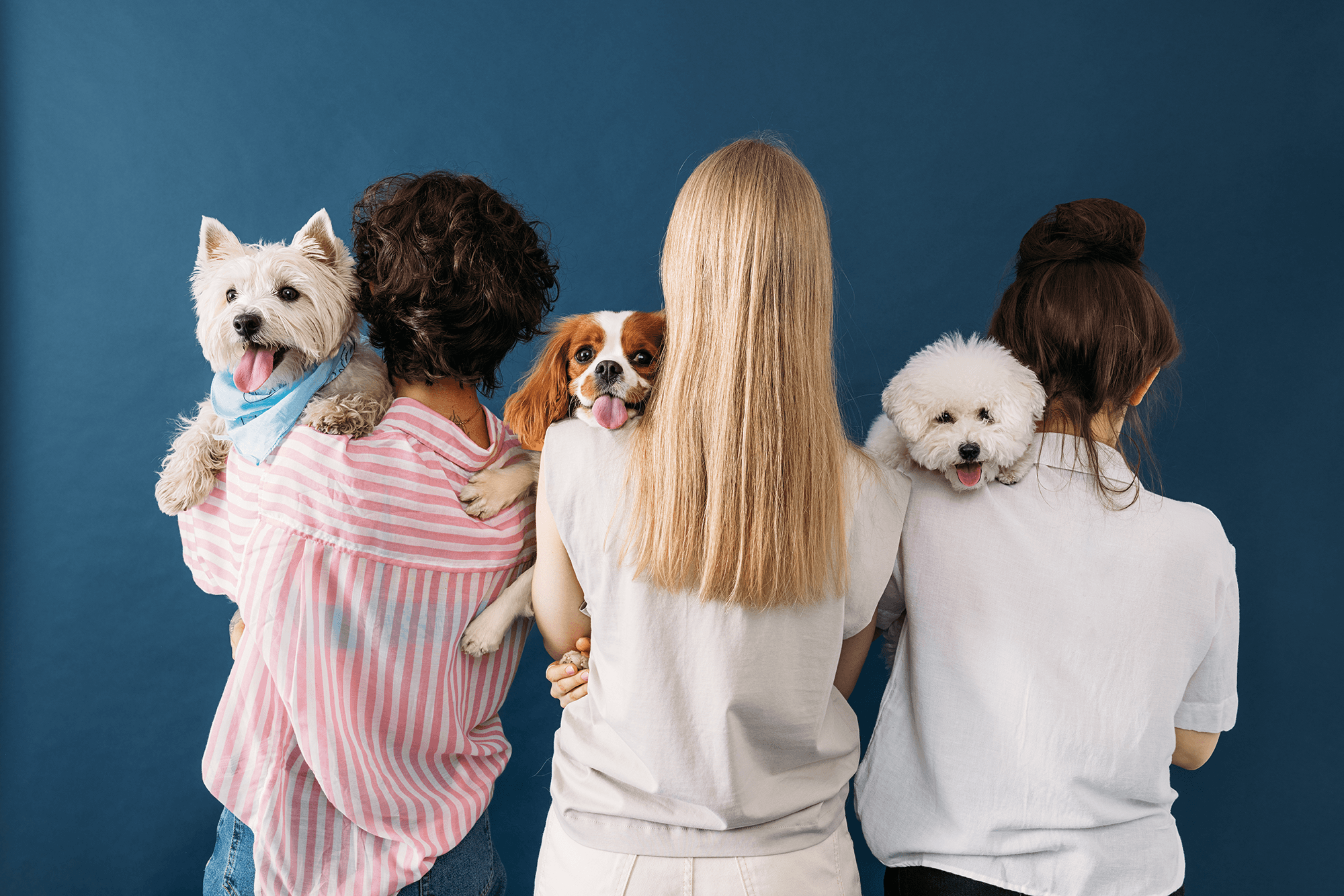 Embark Pet Service's Network
