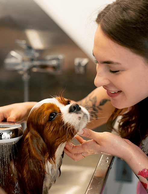 Pets Come First