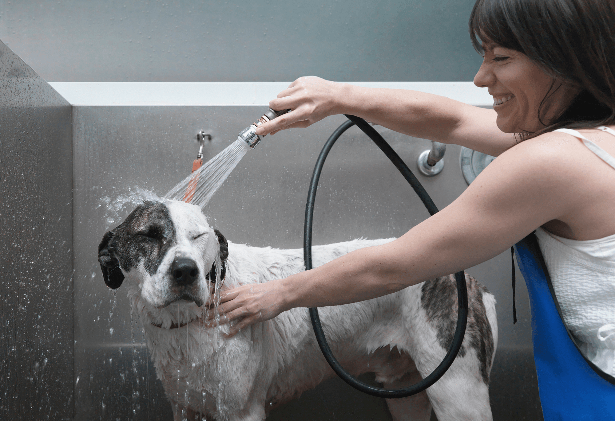 Embark Pet Services