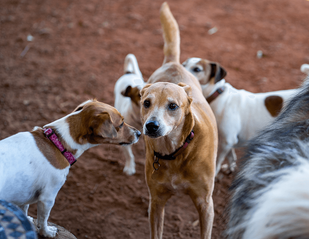 Engaging Daycare for Social and Happy Pets