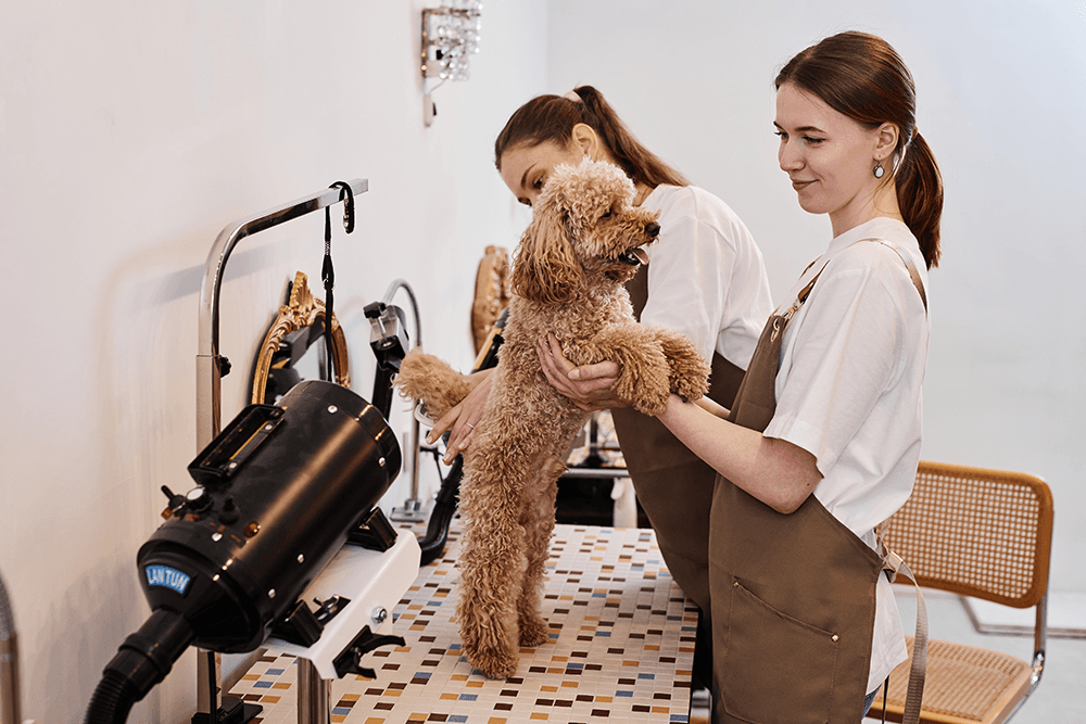 Professional Grooming to Keep Pets Looking Great
